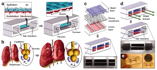 lung on chip.JPG