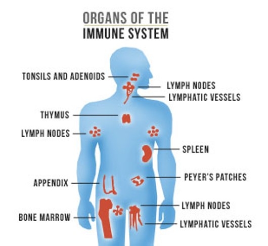 in-vitro-immune-system-organ-on-chip-body-immune-system-530x486.jpg