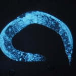 c-elegans-culture-under-perfusion-microfluidic-150x150.jpeg