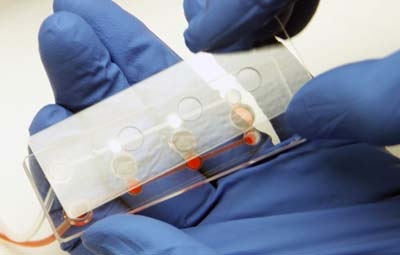 How-to-fill-the-microslide-microfluidic-cell-culture-3.jpg