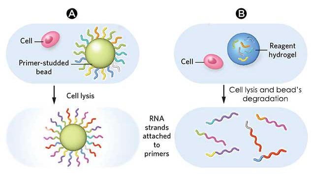 Different-types-beads-hydrogel-microparticle-drop-seq-microfluidics-sinngle-cells-analysis-ARN-AND-barcode-complex-tissue1.jpg