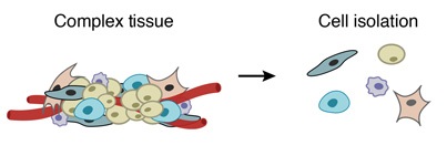 cell-isolation-drop-seq-microfluidics-sinngle-cells-analysis-ARN-AND-barcode-complex-tissue.jpg