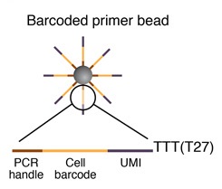 Barcoded-primer-bead-drop-seq-microfluidics-single-cells-analysis-ARN-AND-barcode-complex-tissue.jpg