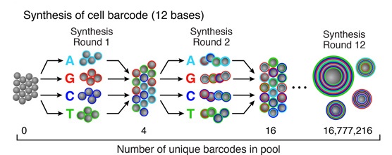 Primers-slip-and-pool-synthesis-drop-seq-microfluidics-single-cells-analysis-ARN-AND-barcode-complex-tissue.jpg