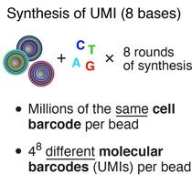 UMI-synthesis-synthesis-drop-seq-microfluidics-single-cells-analysis-ARN-AND-barcode-complex-tissue.jpg