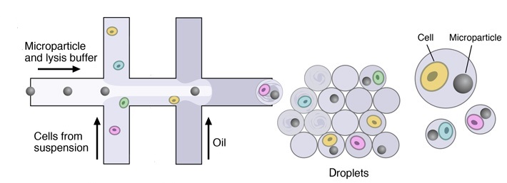 microfluidic-device-drop-seq-microfluidics-single-cells-analysis-ARN-AND-barcode-complex-tissue1.jpg