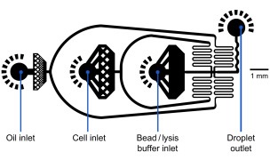 microfluidic-chip-design-drop-seq-microfluidics-single-cells-analysis-ARN-AND-barcode-complex-tissue.jpg