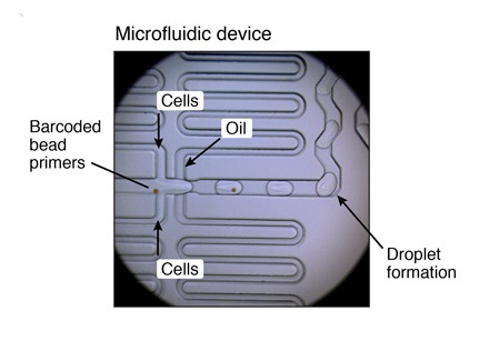 microfluidic-device-picture-drop-seq-microfluidics-single-cells-analysis-ARN-AND-barcode-complex-tissue.jpg