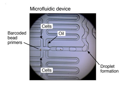 microfluidic-device-picture-drop-seq-microfluidics-single-cells-analysis-ARN-AND-barcode-complex-tissue.jpg