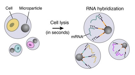 Cell-lysis-RNA-hybridization-drop-seq-microfluidics-single-cells-analysis-ARN-AND-barcode-complex-tissue.jpg