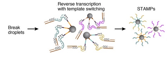 STAMPs-generation-drop-seq-microfluidics-single-cells-analysis-ARN-AND-barcode-complex-tissue1.jpg