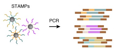 Amplification-STAMPs-PCR-drop-seq-microfluidics-single-cells-analysis-ARN-AND-barcode-complex-tissue1.jpg