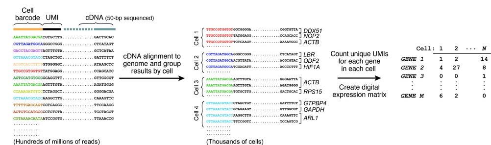 Sequencing-analysis-drop-seq-microfluidics-single-cells-analysis-ARN-AND-barcode-complex-tissue.jpg