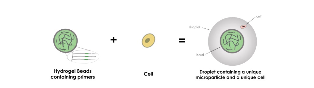 hydrogel-beads-microparticles-drop-seq-microfluidics-single-cells-analysis-ARN-AND-barcode-complex-tissue1-1024x288.jpg