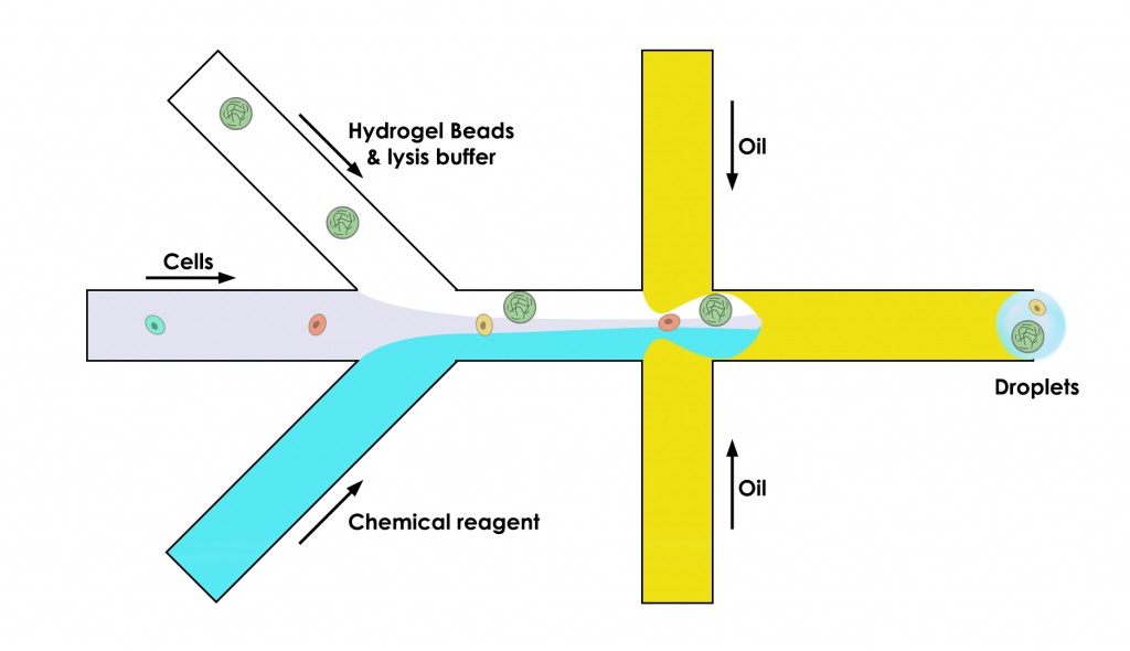 microfluidic-chip-hydrogel-beads-microparticle-drop-seq-microfluidics-single-cells-analysis-ARN-AND-barcode-complex-tissue-1024x590.jpg