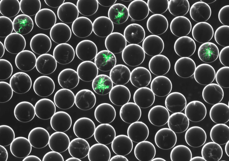 Monodispersed-droplets-microfluidics-768x540.jpg
