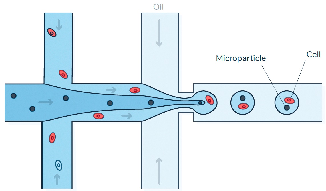 Cell_encapsulation.jpg