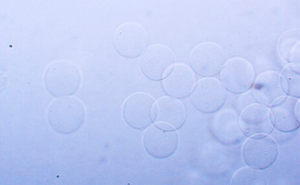 01_ALGINATE_BEADS_GENERATION_PACK_ELVEFLOW_MICROFLUIDICS.jpg
