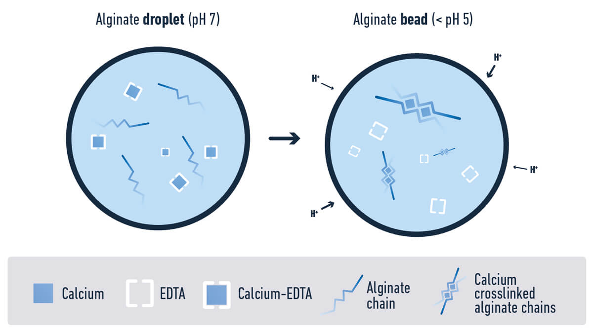 alginate-beads-sketch-elveflow-microfluidics.jpg