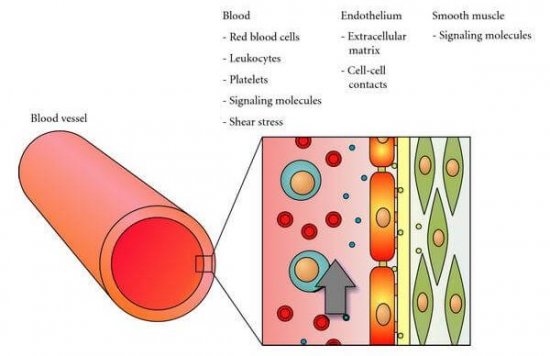 Endothelial-cells-in-vivo-e1600336517443.jpg