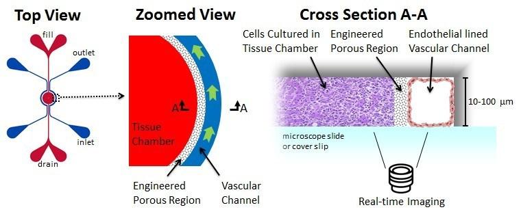 tumor_schematic_in_the_chip.jpg