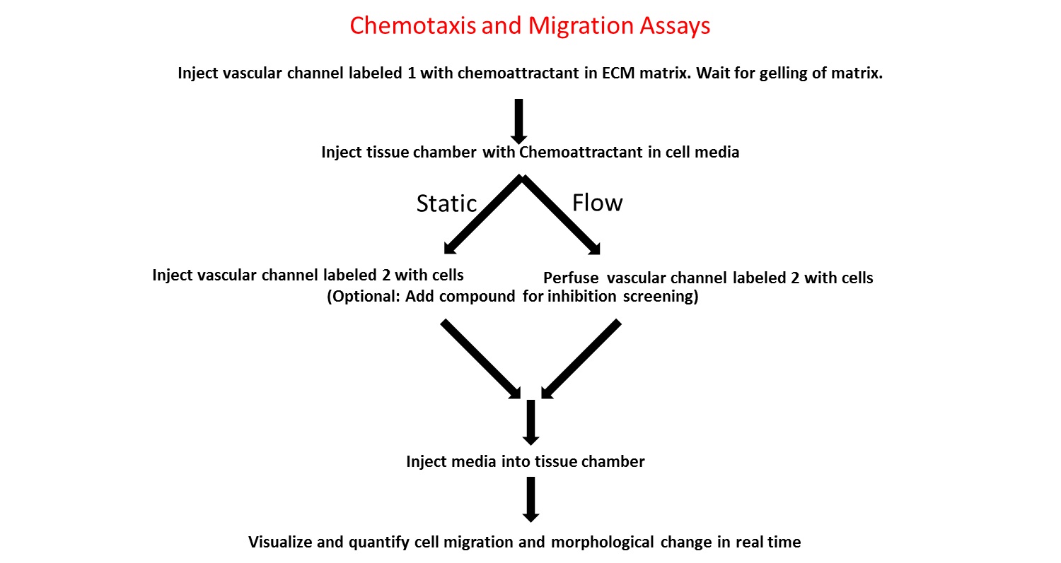 migration-assay-protocol.jpg