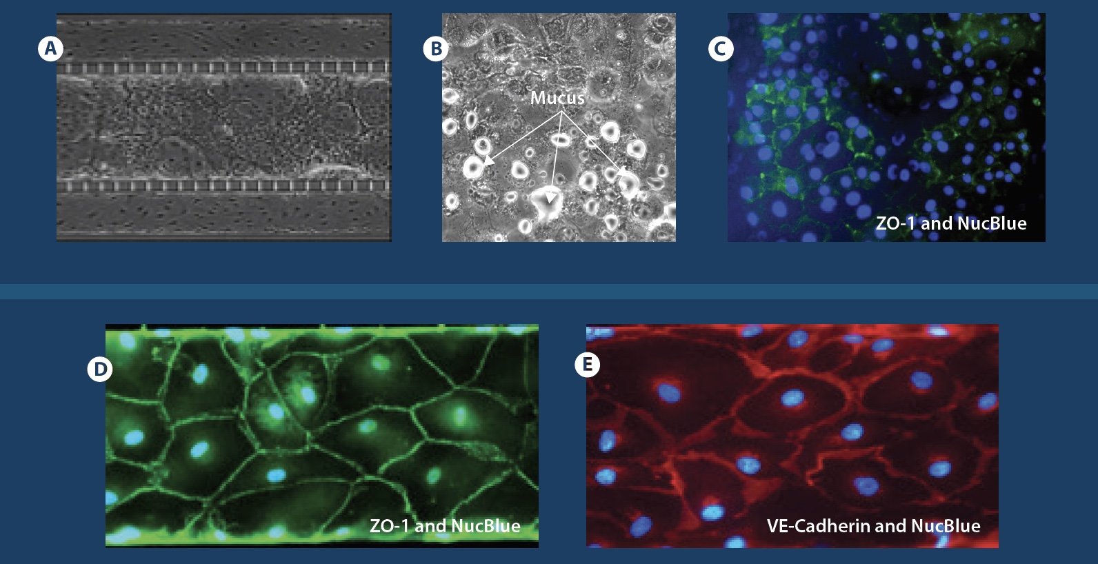 SynALI-mucus-formation-and-biomarker-staining.jpg