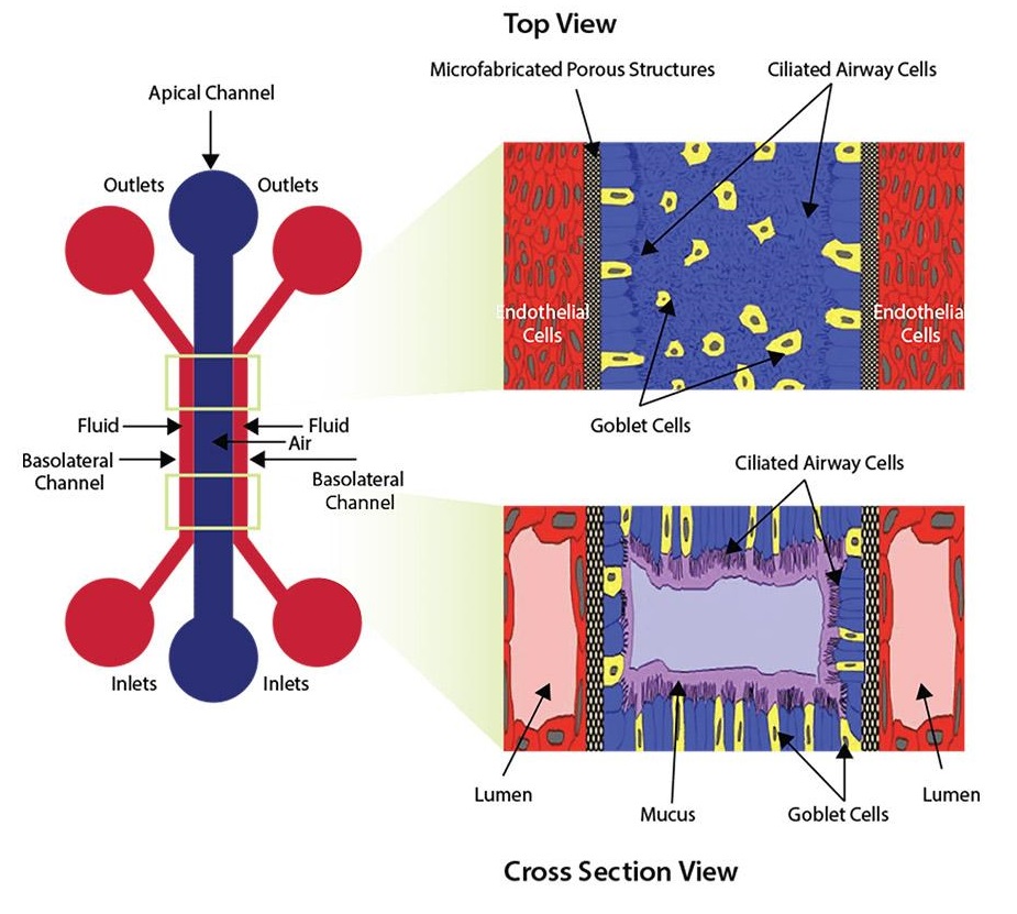 Organ-on-a-Chip-Air-Liquid-Interface-Lung-Model_2048x2048.jpg