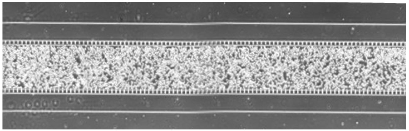 An_example_of_microfluidic_device_with_lung_epithelial_cells_immediately_after_seeding..jpg