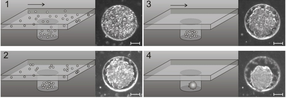 Spheroid-cell-formation-microfluidic-wells.jpg