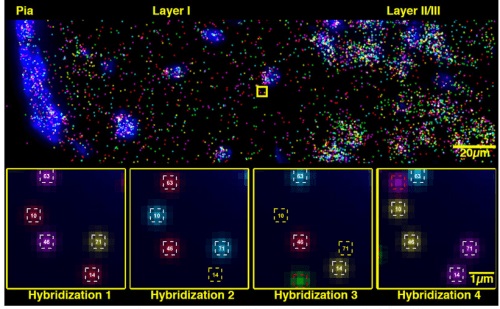 Spatial-transcriptomics-illustration-e1616168989689.jpg