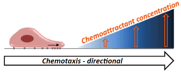 Chemotaxis-illustration.png
